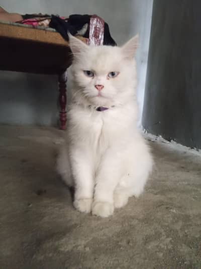 beautiful Persian cat