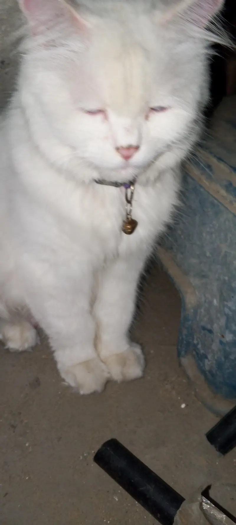 beautiful Persian cat — photo 2