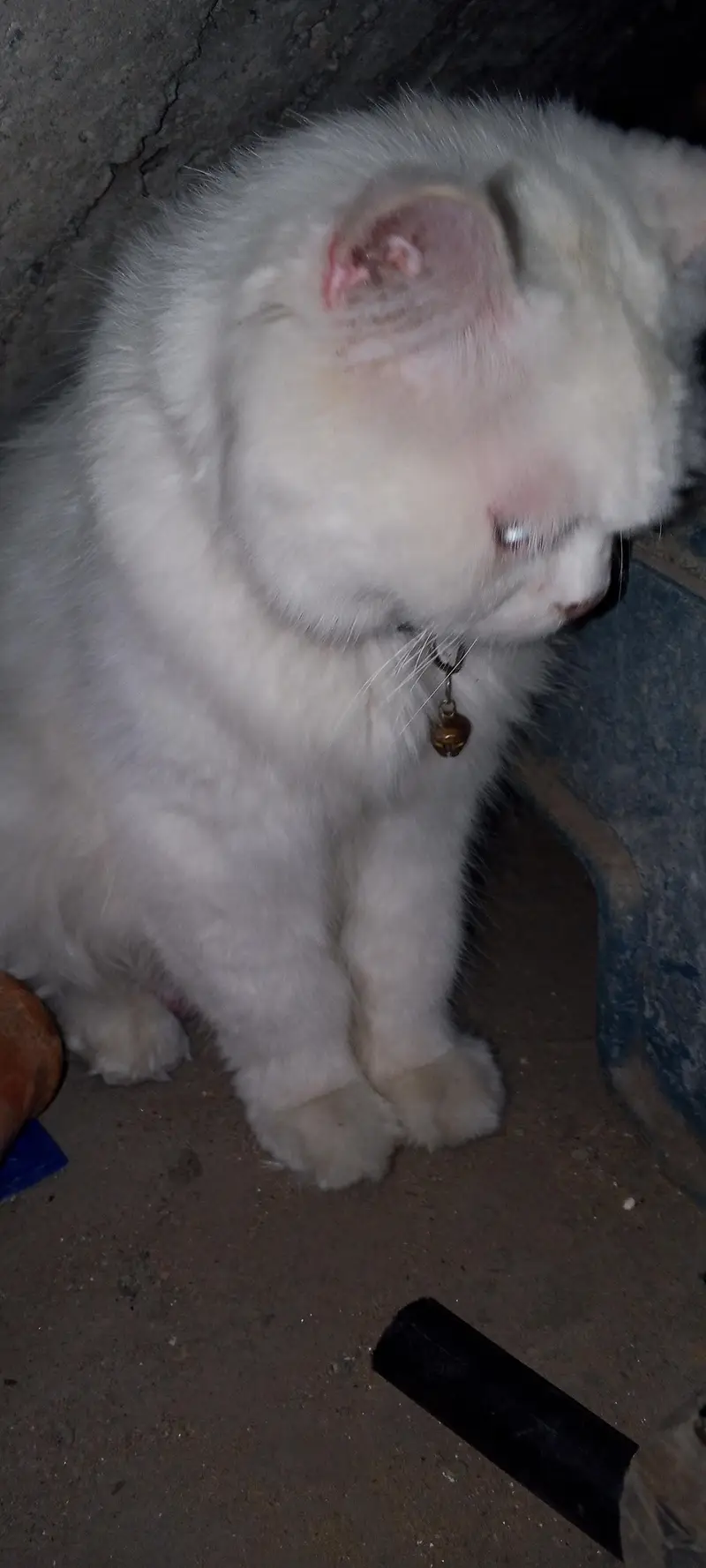 beautiful Persian cat — photo 3