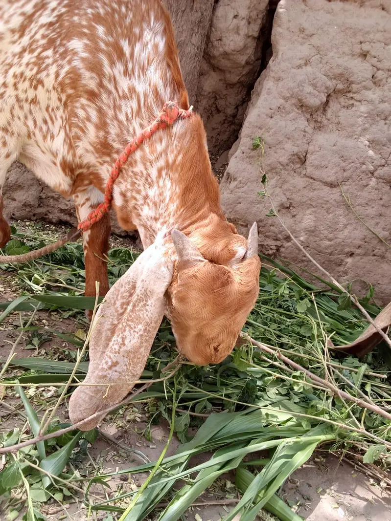 desi Bakra for Sale. — photo 3