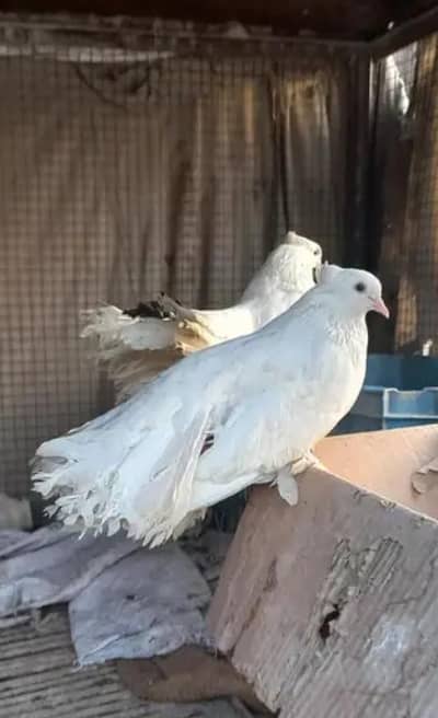 pigeon for sale