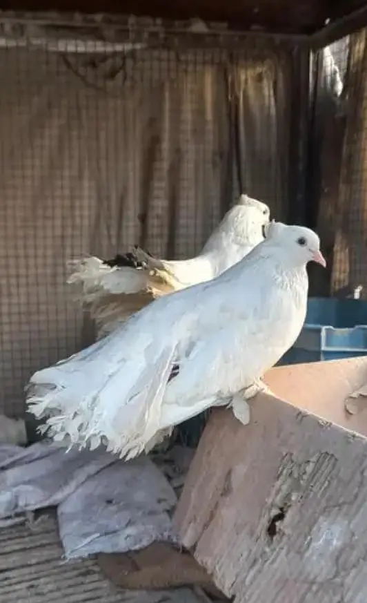 pigeon for sale