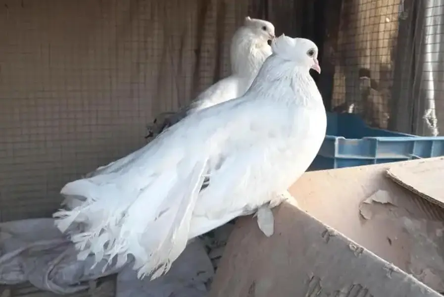 pigeon for sale — photo 2
