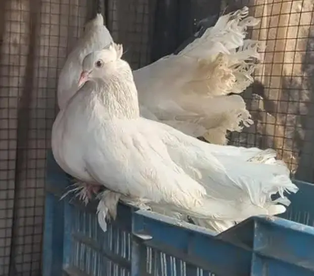 pigeon for sale — photo 3