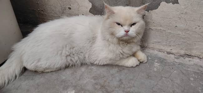 male female 4 Baje