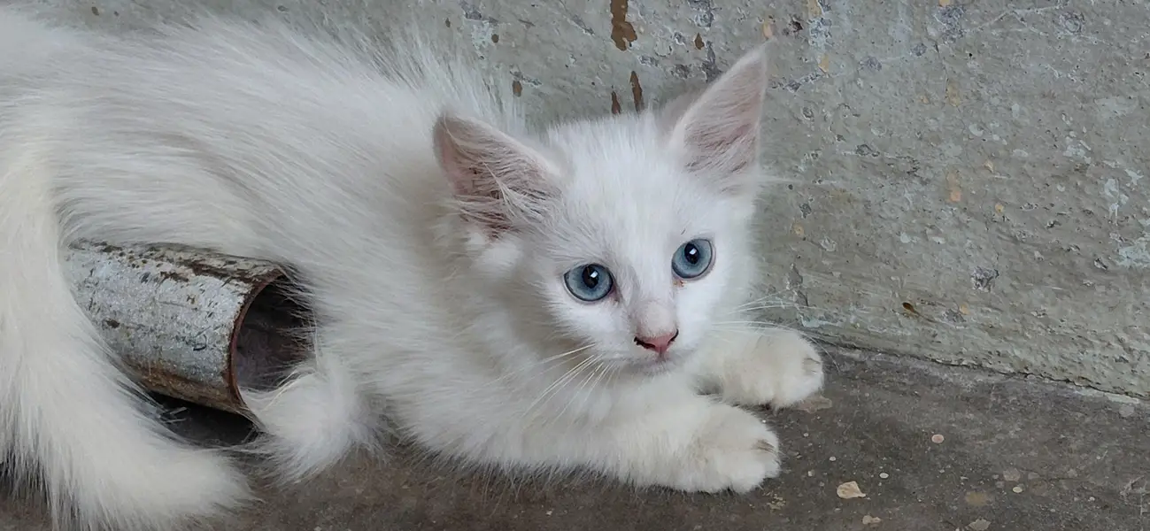 male female 4 Baje — photo 5
