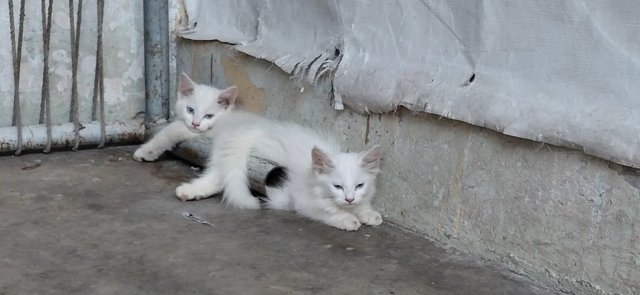 male female 4 Baje — photo 8