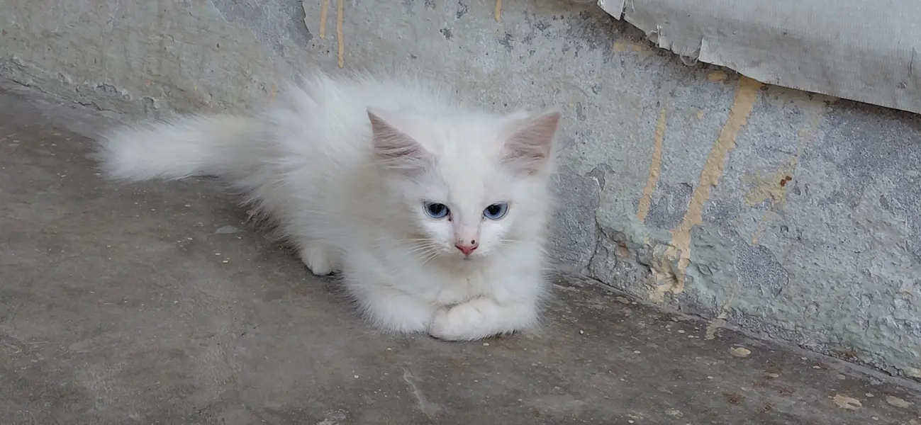 male female 4 Baje — photo 9