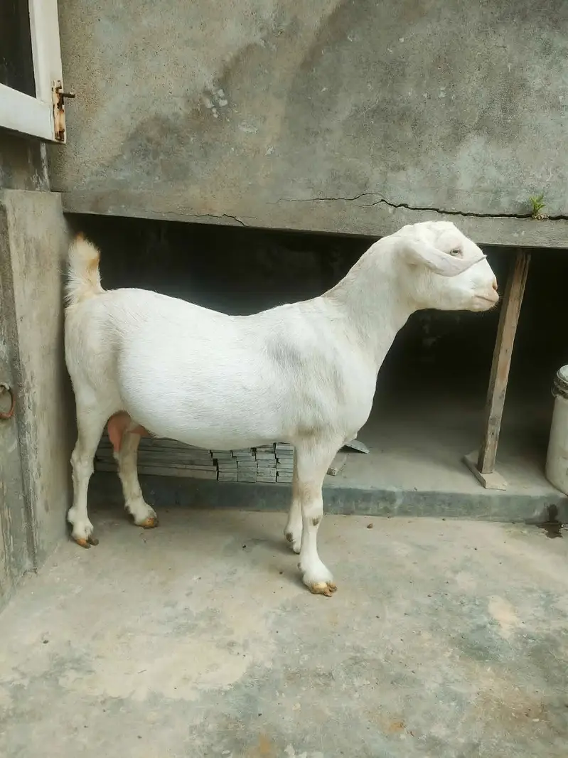 Teddy (Salalah Omani) & Ablak Bakri — photo 2