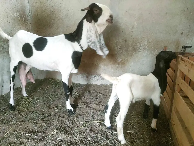 Teddy (Salalah Omani) & Ablak Bakri — photo 4