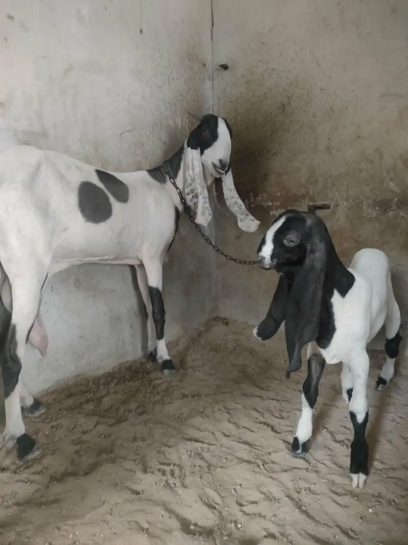 Teddy (Salalah Omani) & Ablak Bakri — photo 5