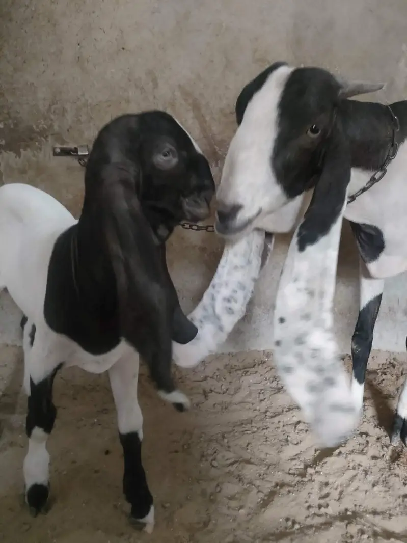 Teddy (Salalah Omani) & Ablak Bakri — photo 6