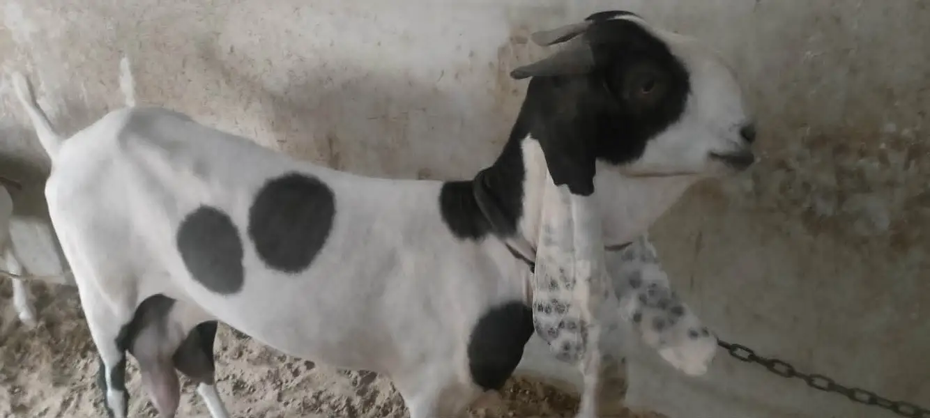 Teddy (Salalah Omani) & Ablak Bakri — photo 7