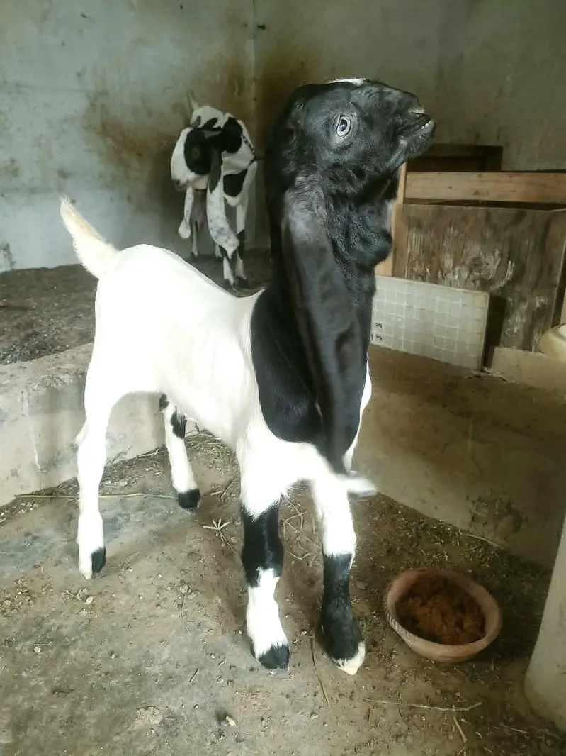 Teddy (Salalah Omani) & Ablak Bakri — photo 8