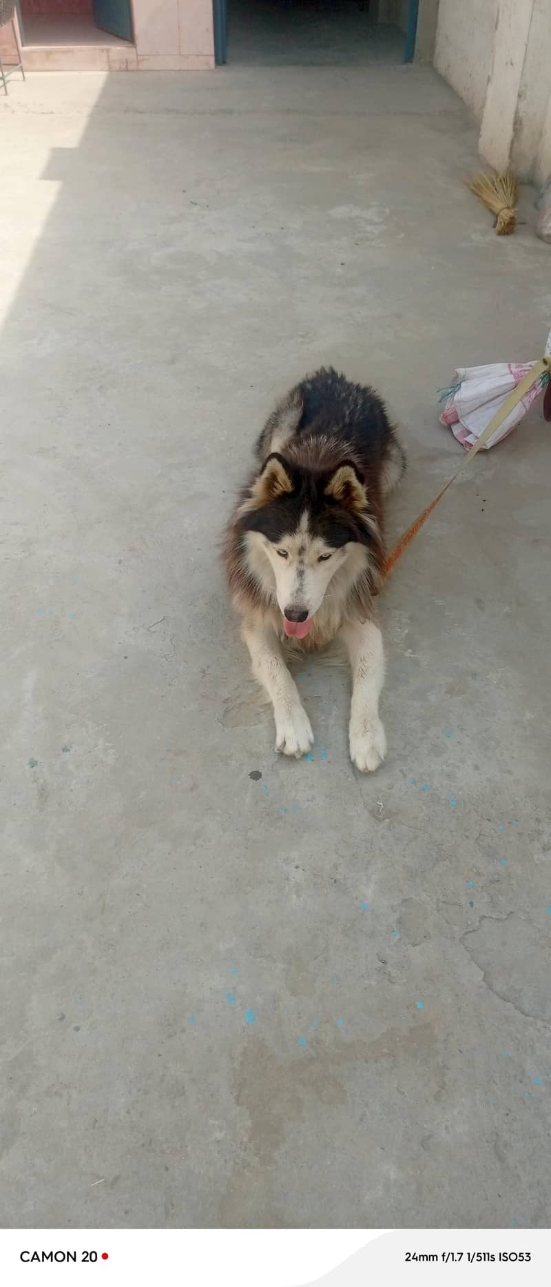 good dog 0