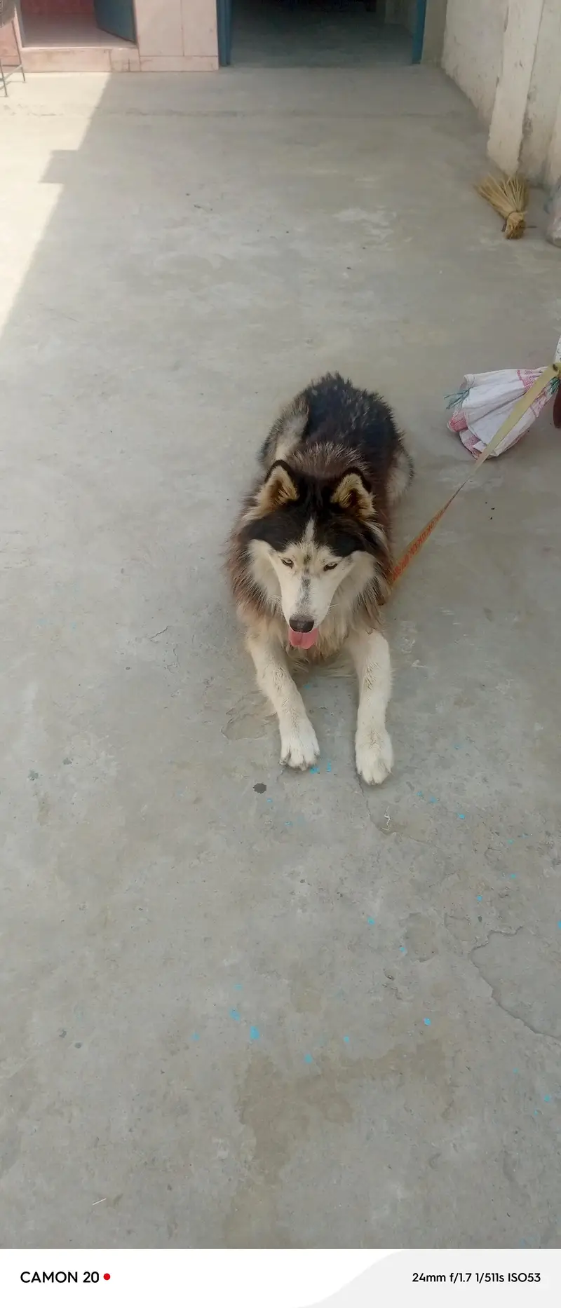 good dog