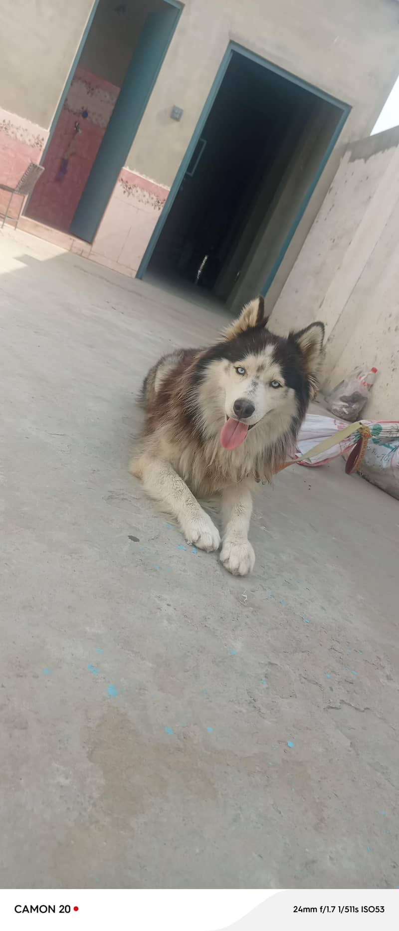 good dog 1