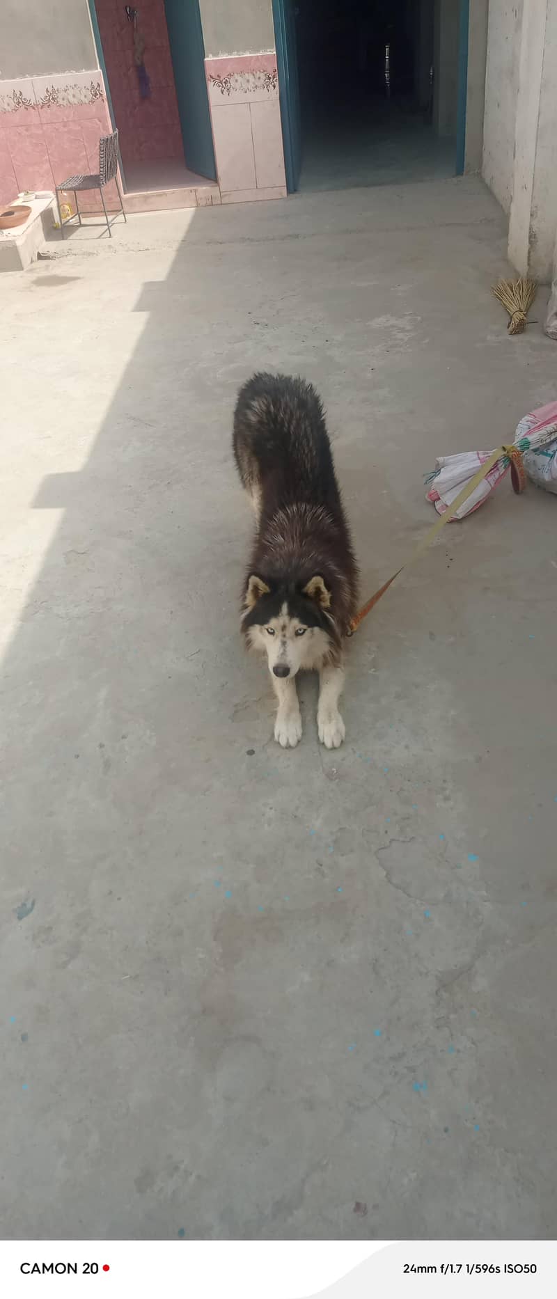 good dog 2
