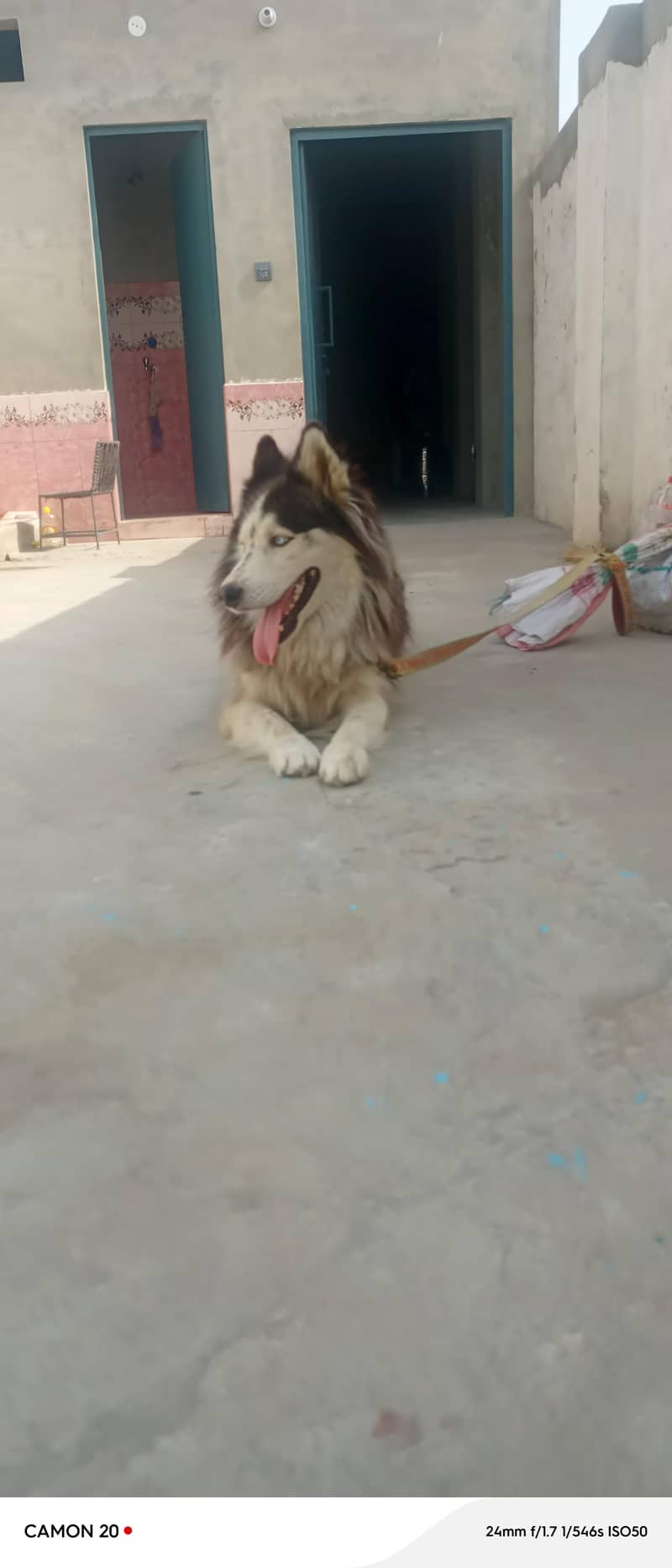 good dog 3