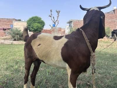 Sindhi x rajan puri cross goat