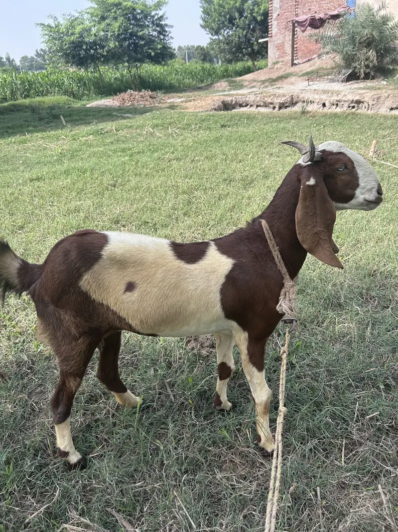 Sindhi x rajan puri cross goat — photo 2