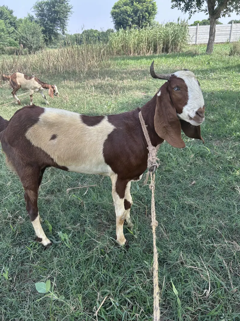 Sindhi x rajan puri cross goat — photo 3