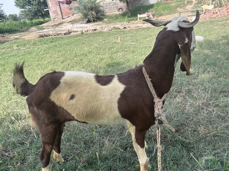 Sindhi x rajan puri cross goat — photo 4