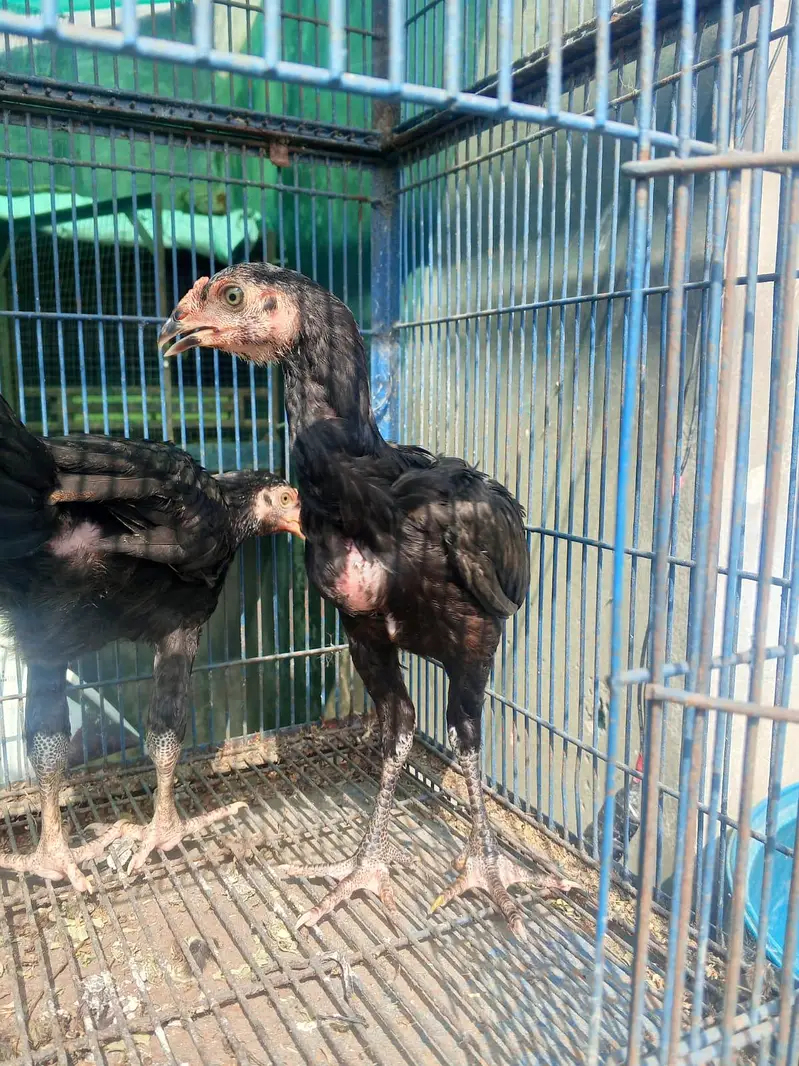 Pakistani Thai cross aseel 03008076142 — photo 2