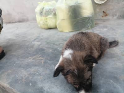 garman shepherd mix breed puupy