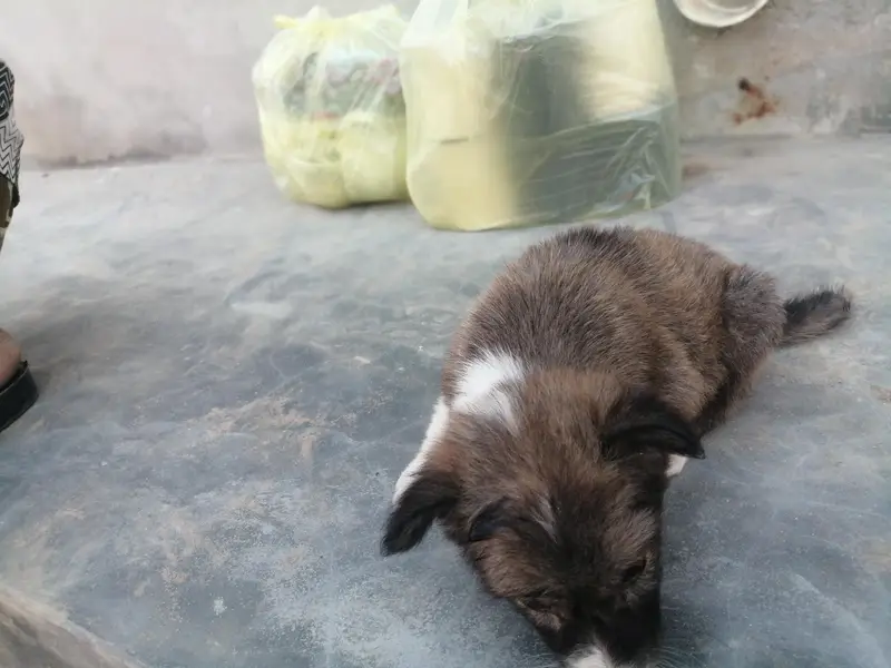 garman shepherd mix breed puupy