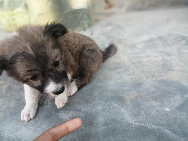 garman shepherd mix breed puupy — photo 2