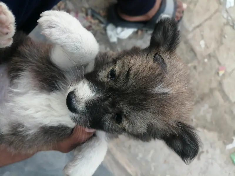 garman shepherd mix breed puupy — photo 3