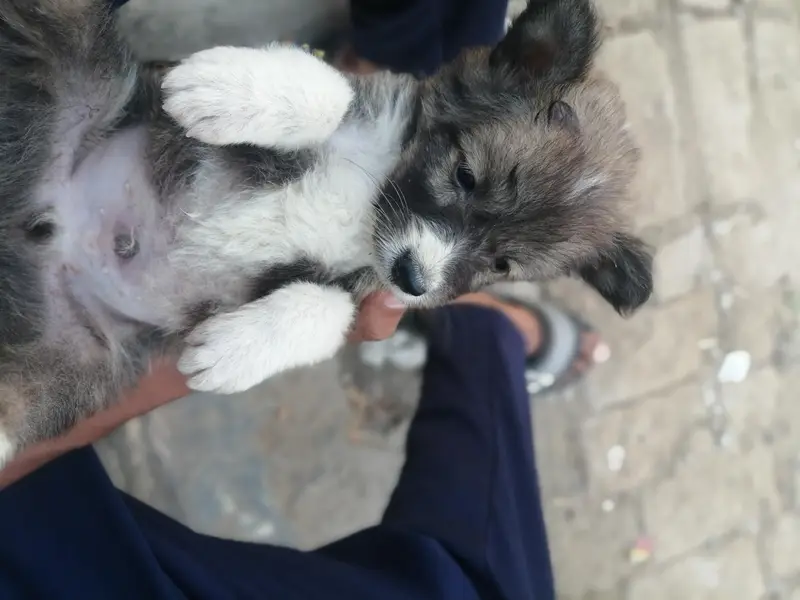 garman shepherd mix breed puupy — photo 5