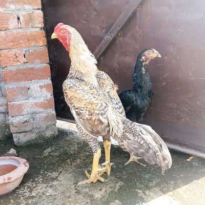 German shamo for sale