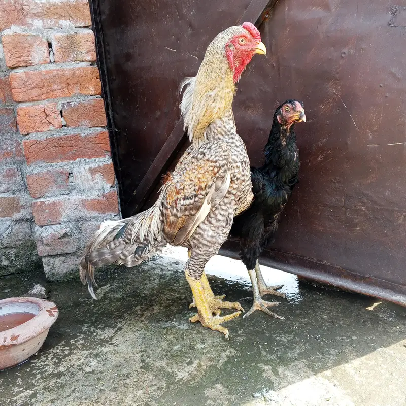 German shamo for sale — photo 2