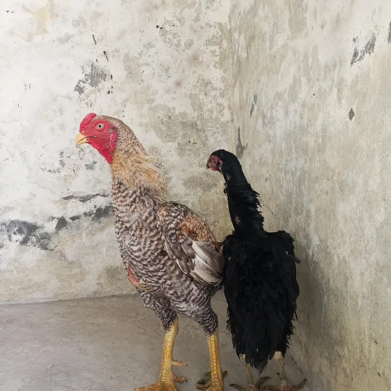 German shamo for sale — photo 7