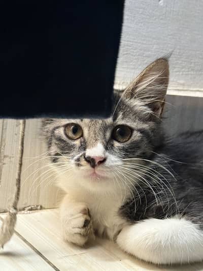 3 months cat available for adoption