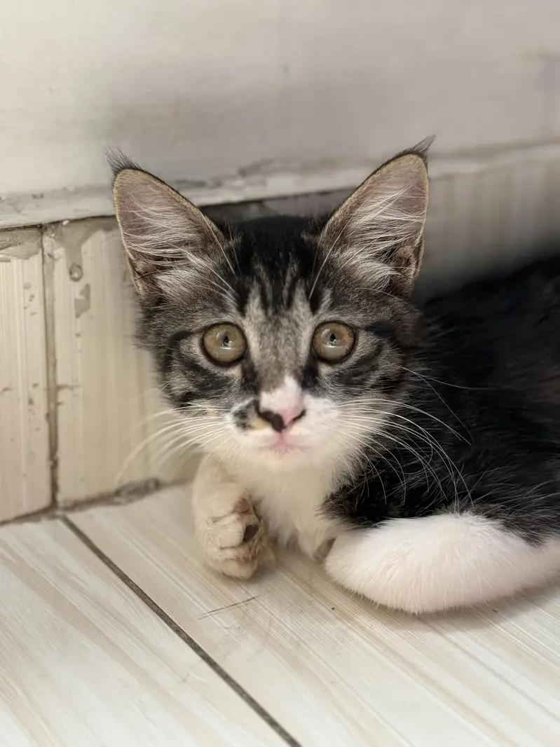 3 months cat available for adoption — photo 2