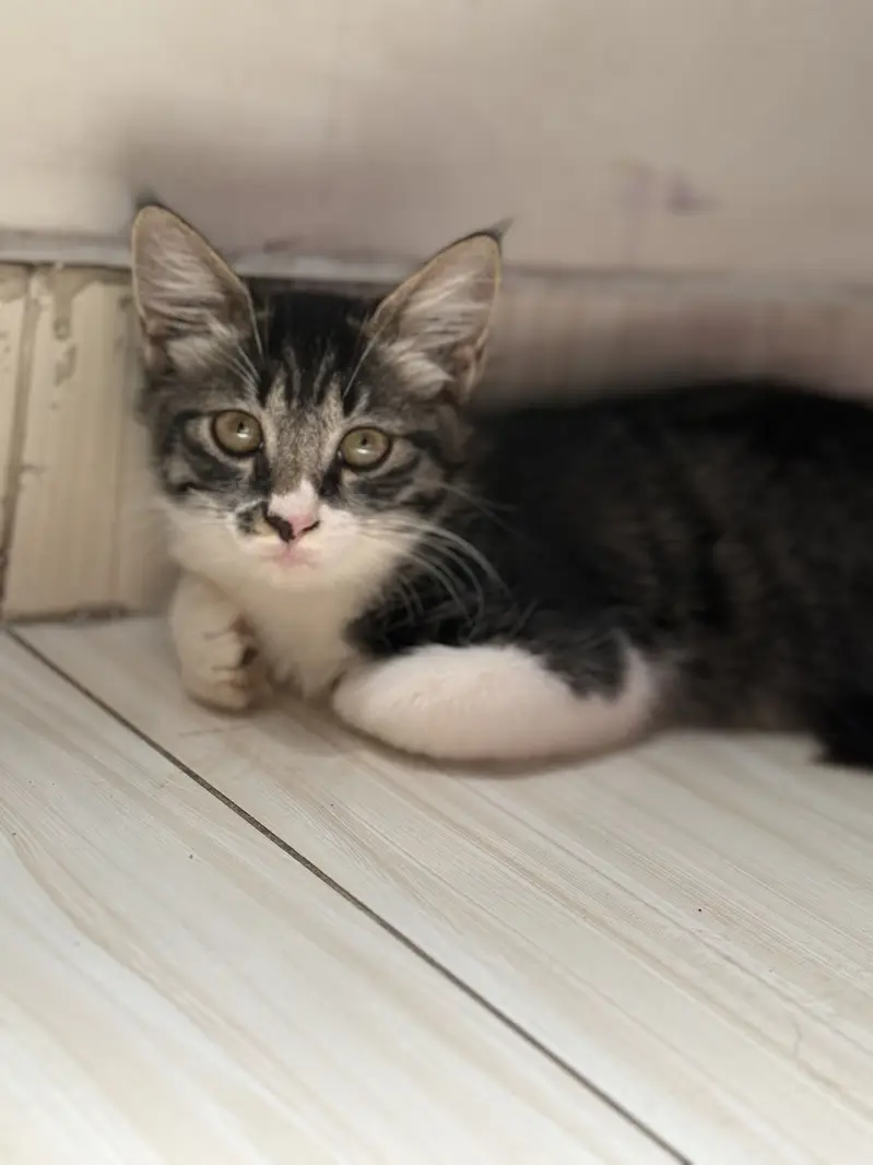 3 months cat available for adoption — photo 3