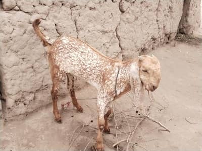 desi Bakra for Sale Mashallah