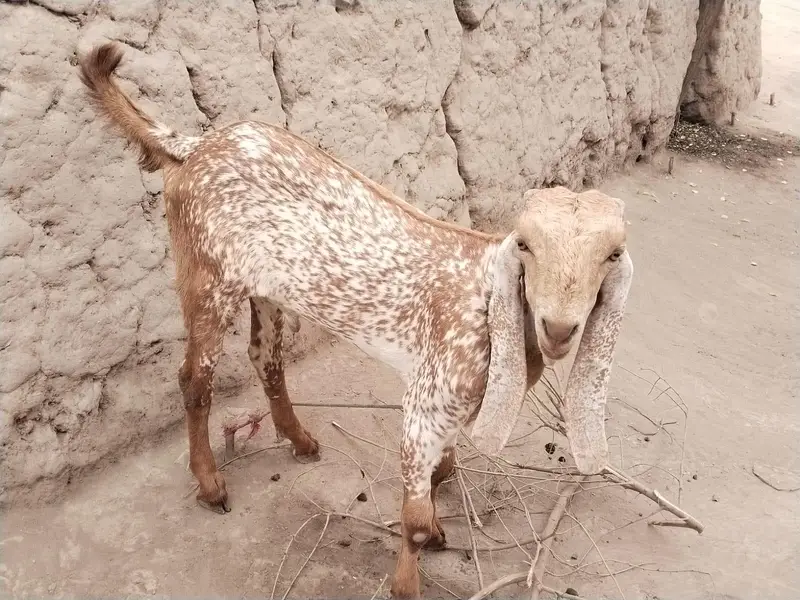 desi Bakra for Sale Mashallah — photo 3
