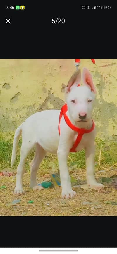 Kohati Gultair Dog / Gultair Male , female puppy / Gultair pair