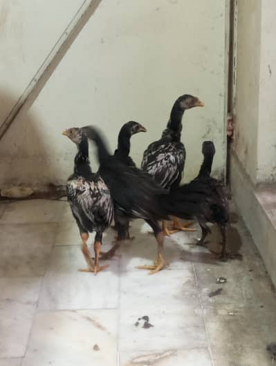 aseel chicks for sale