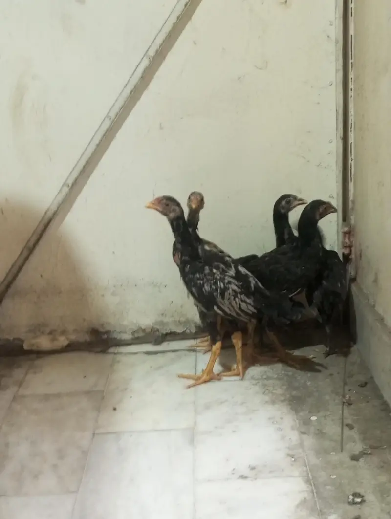 aseel chicks for sale — photo 2