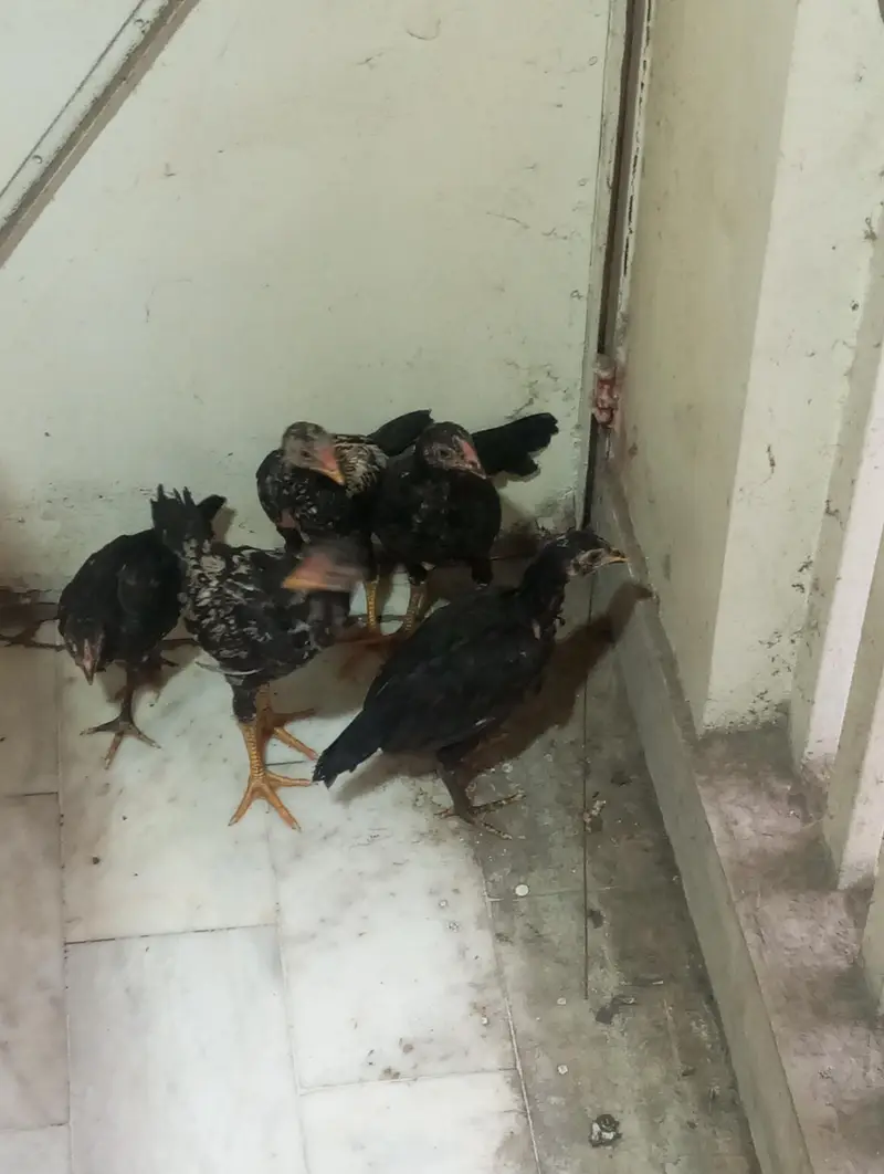 aseel chicks for sale — photo 3