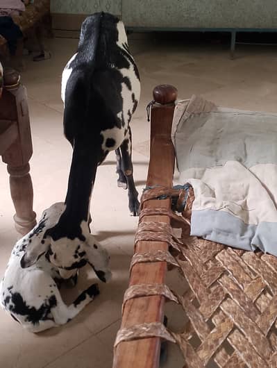 Goats aur uska bacha h3 din ka sell rate 50000 ha