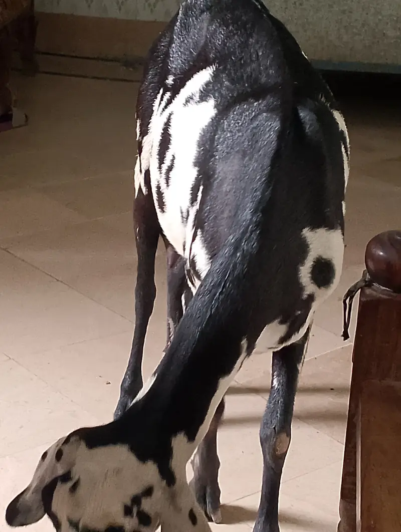 Goats aur uska bacha h3 din ka sell rate 50000 ha — photo 2