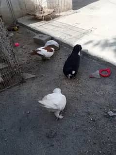 sherazi pigeon pair with1 male patha for sale