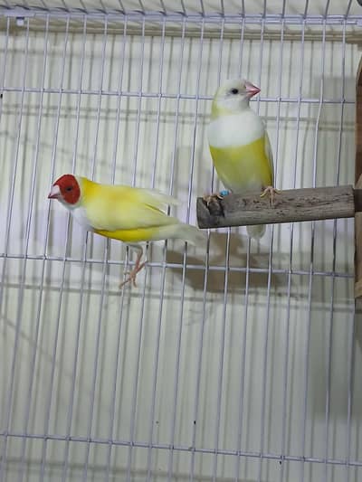 Lutino Goldian breeder pair