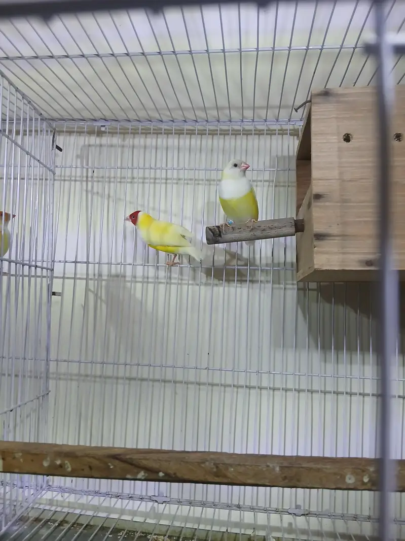 Lutino Goldian breeder pair — photo 2